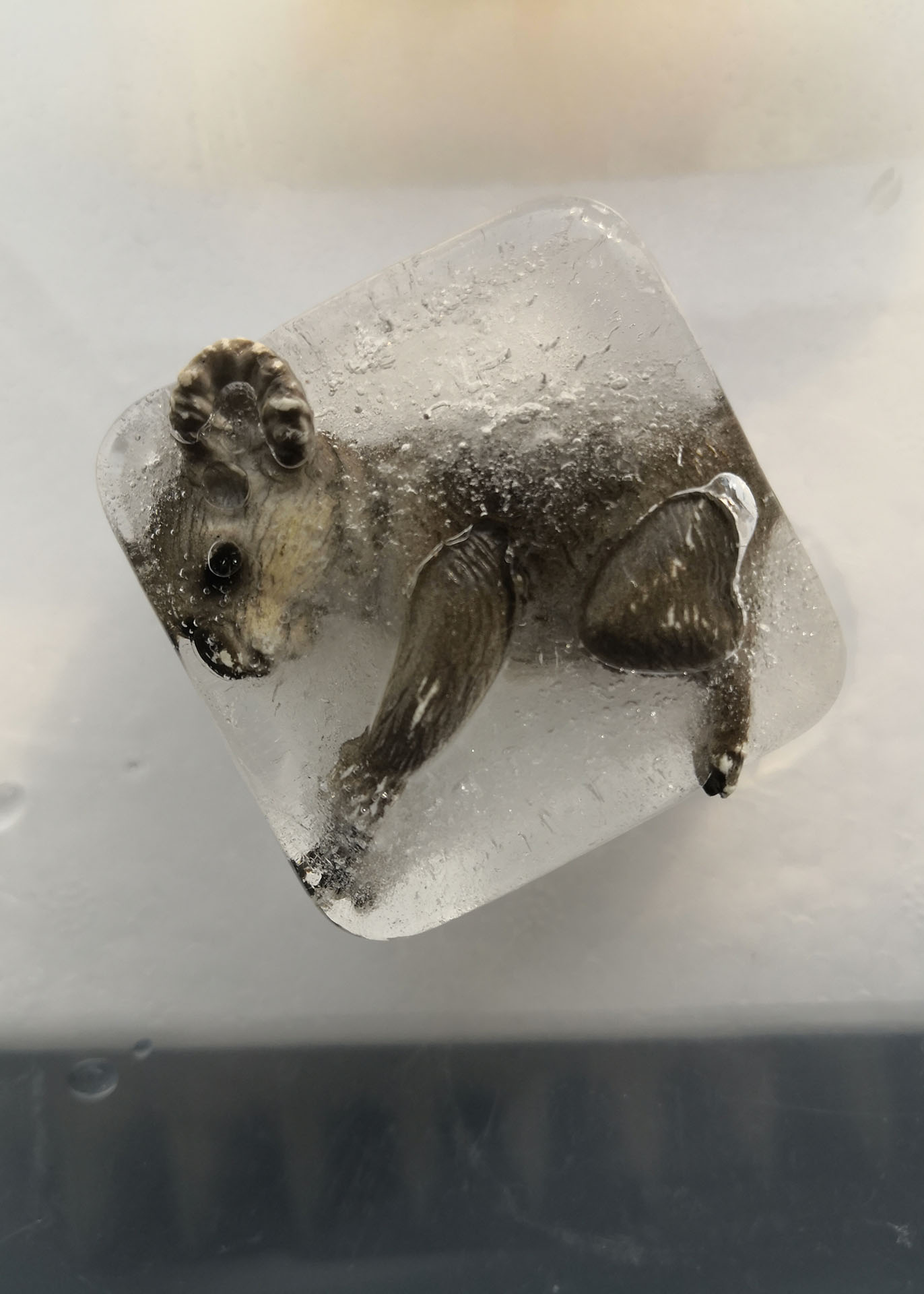 on a white surface a partially melted ice cube sits with a coala figure partially coming through, and partially still submerged within the melted ice