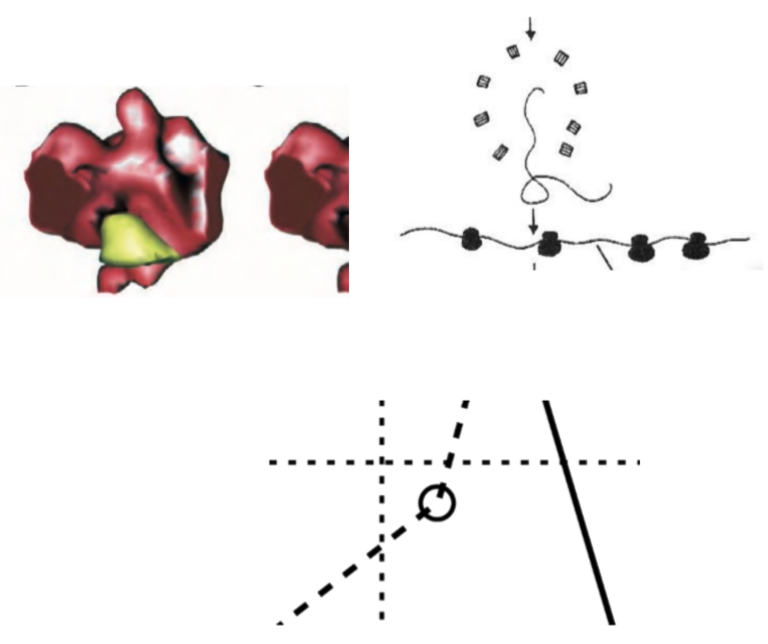 Three graphics from virology textbooks: two formless multi-colored 3D blobs, next to them arrows, curved and wavy lines, shapes in black. Beneath them are dashed lines crossing another at different angles.